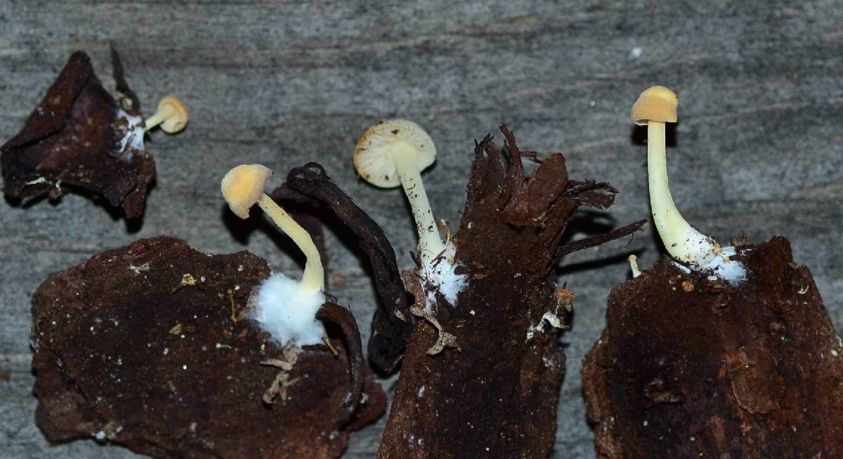 Lactocollybia image