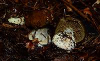 Cortinarius scaurus image