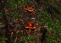 Phaeocollybia christinae image