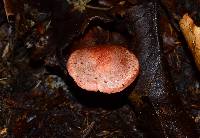 Cortinarius bolaris image