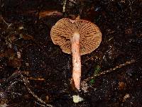 Cortinarius bolaris image