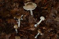 Amanita spreta image