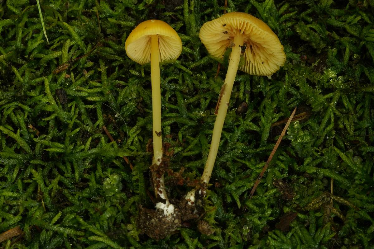 Entoloma farlowii image