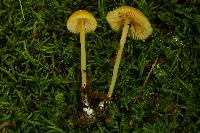 Entoloma farlowii image