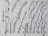 Mycopan scabripes image