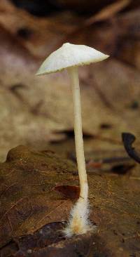 Hemimycena angustispora image