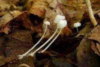 Hemimycena angustispora image