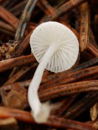 Hemimycena lactea image