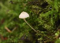 Hemimycena gracilis image