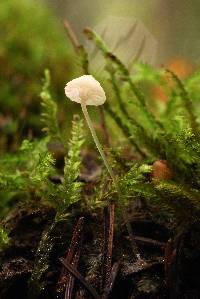 Hemimycena gracilis image