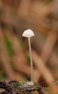 Hemimycena gracilis image