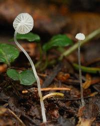 Hemimycena gracilis image