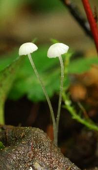 Hemimycena gracilis image