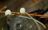 Hemimycena gracilis image