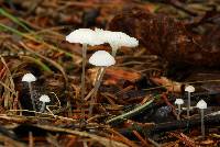 Hemimycena gracilis image