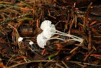 Hemimycena gracilis image