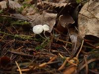 Hemimycena lactea image