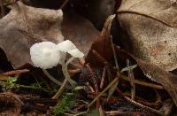 Hemimycena lactea image