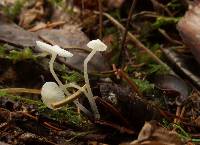 Hemimycena lactea image