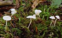 Hemimycena lactea image