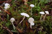 Hemimycena lactea image