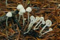 Hemimycena lactea image