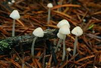 Hemimycena lactea var. tetraspora image