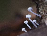 Hemimycena mauretanica image