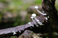 Hemimycena mauretanica image