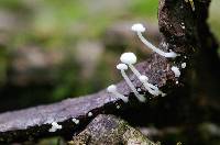 Hemimycena mauretanica image