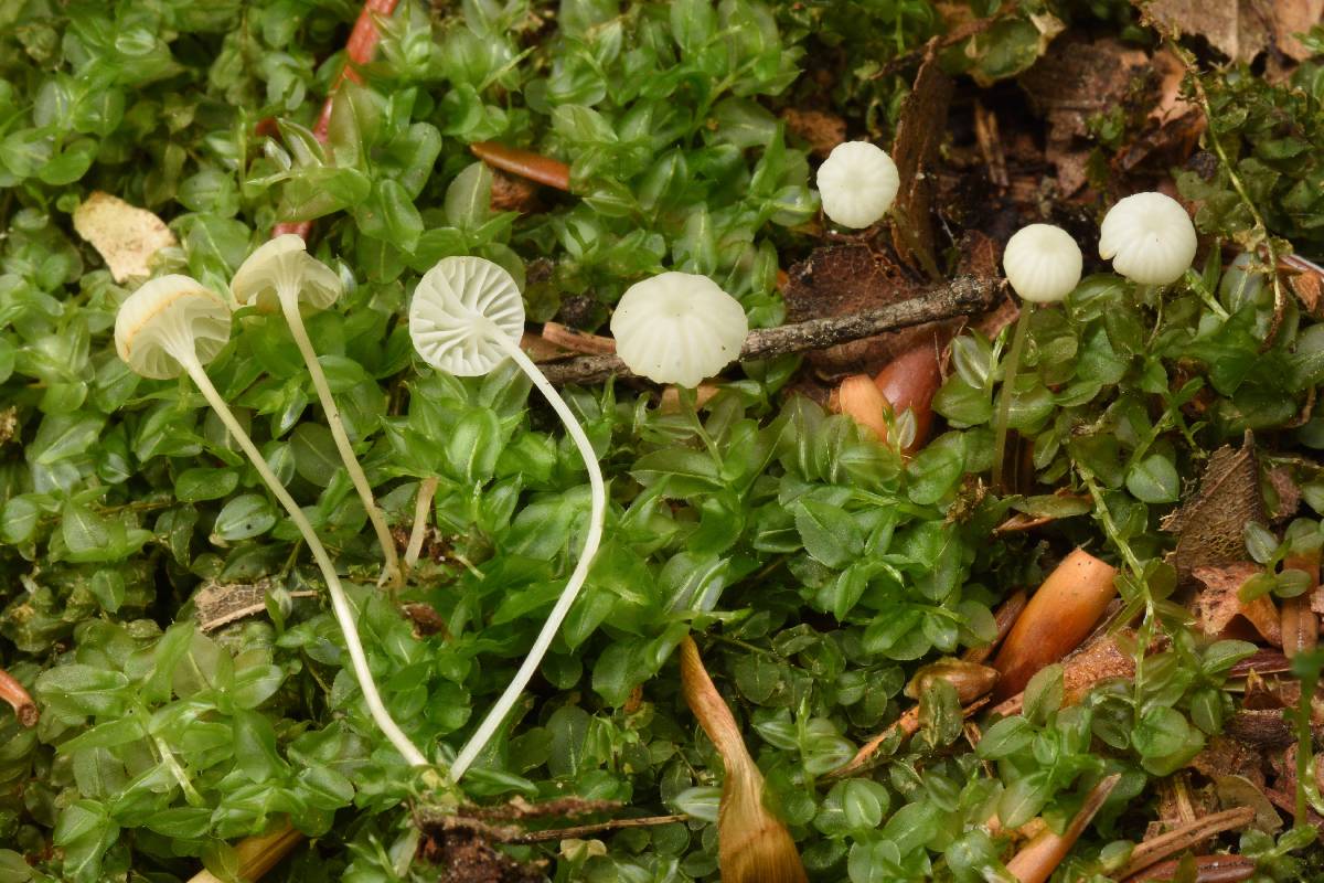 Hemimycena pseudocrispata image