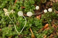 Hemimycena pseudocrispata image