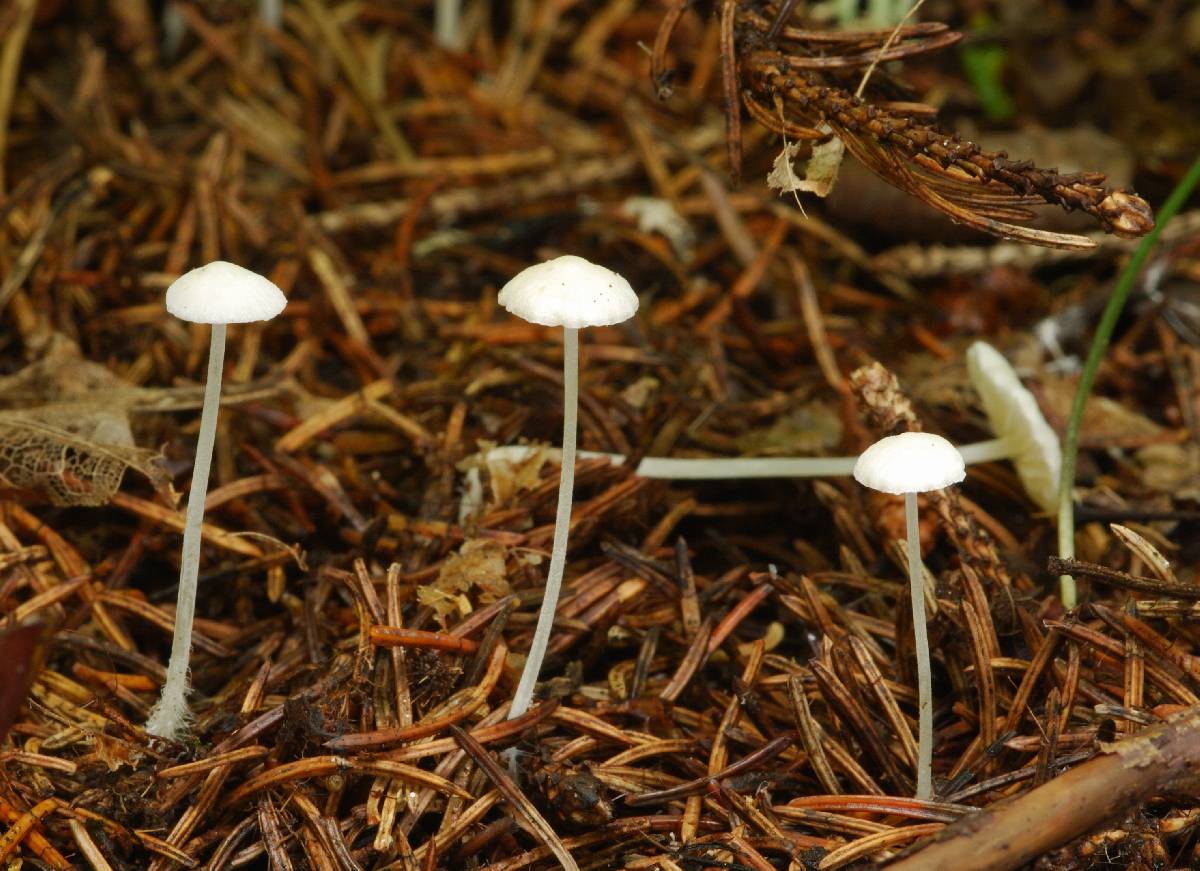 Hemimycena pseudolactea image