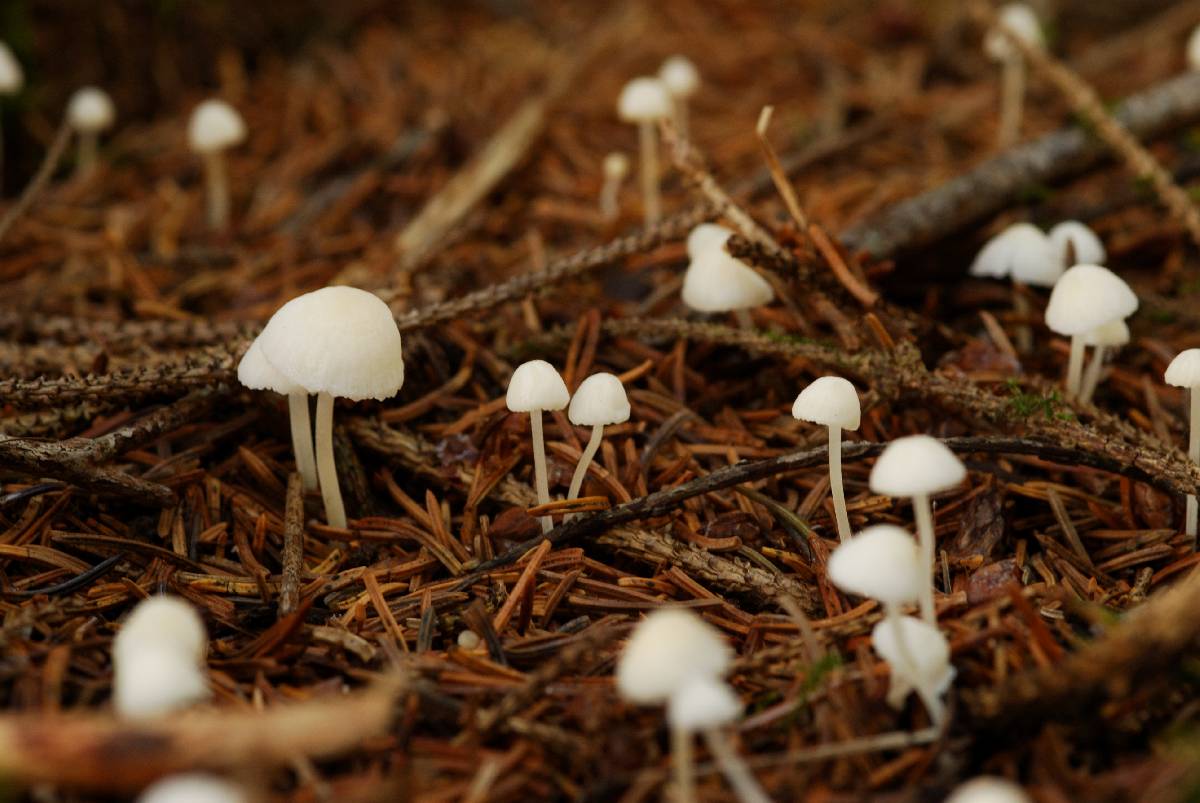 Hemimycena pseudolactea image