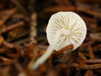 Hemimycena pseudolactea image