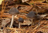 Mycopan scabripes image