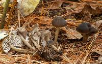 Mycopan scabripes image