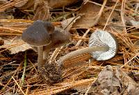 Mycopan scabripes image