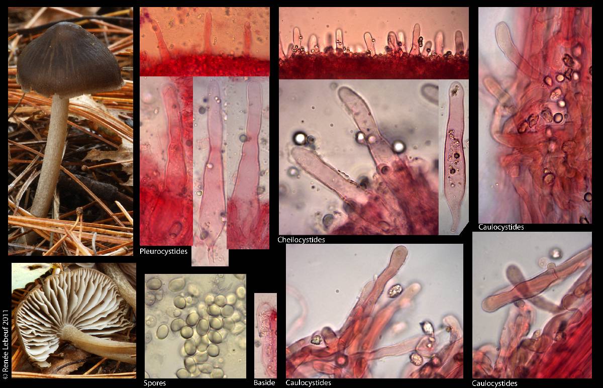 Mycopan scabripes image
