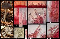 Mycopan scabripes image