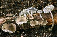 Mycopan scabripes image