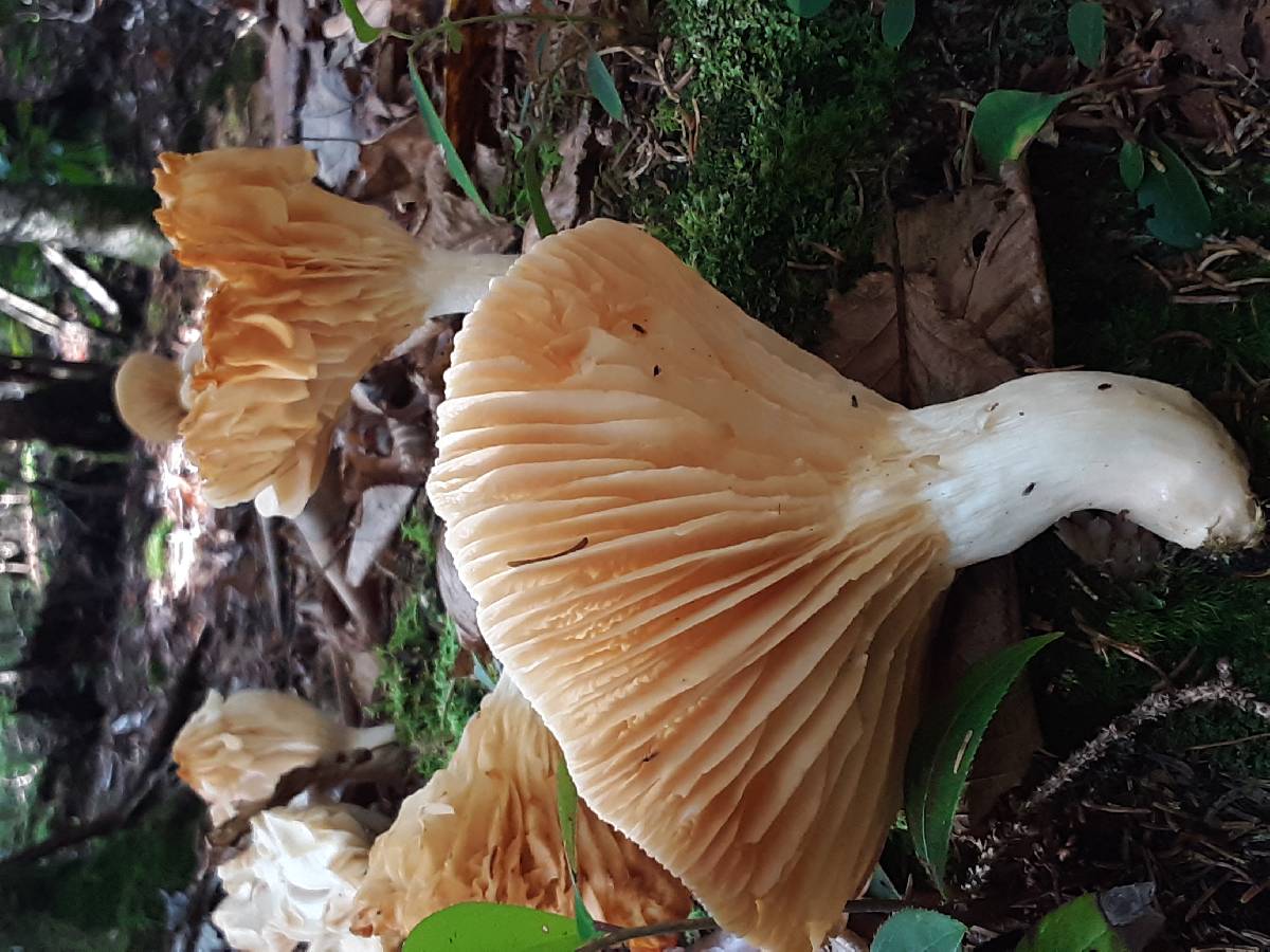 Hygrophorus monticola image