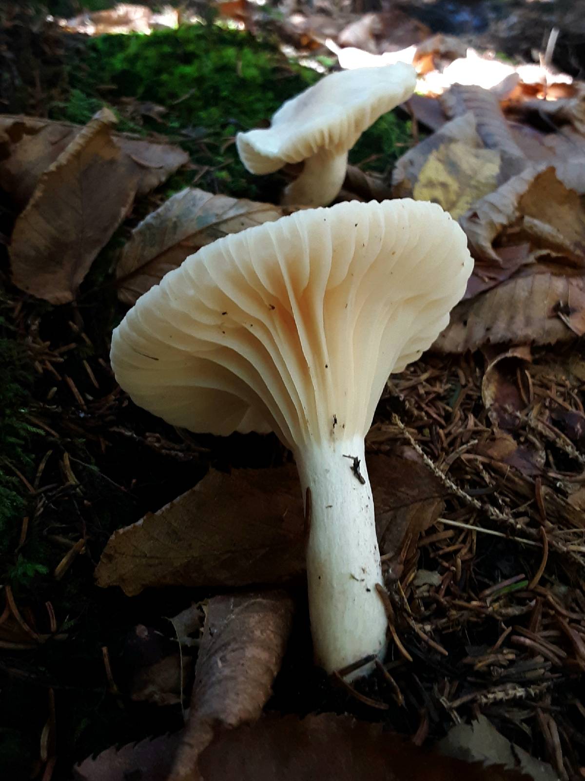 Hygrophorus monticola image