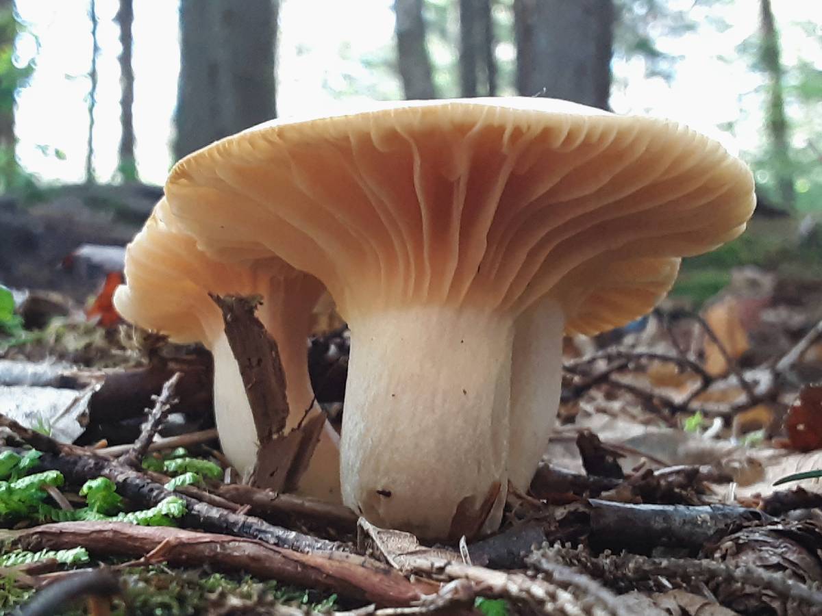 Hygrophorus monticola image