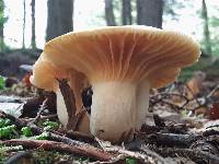 Hygrophorus monticola image