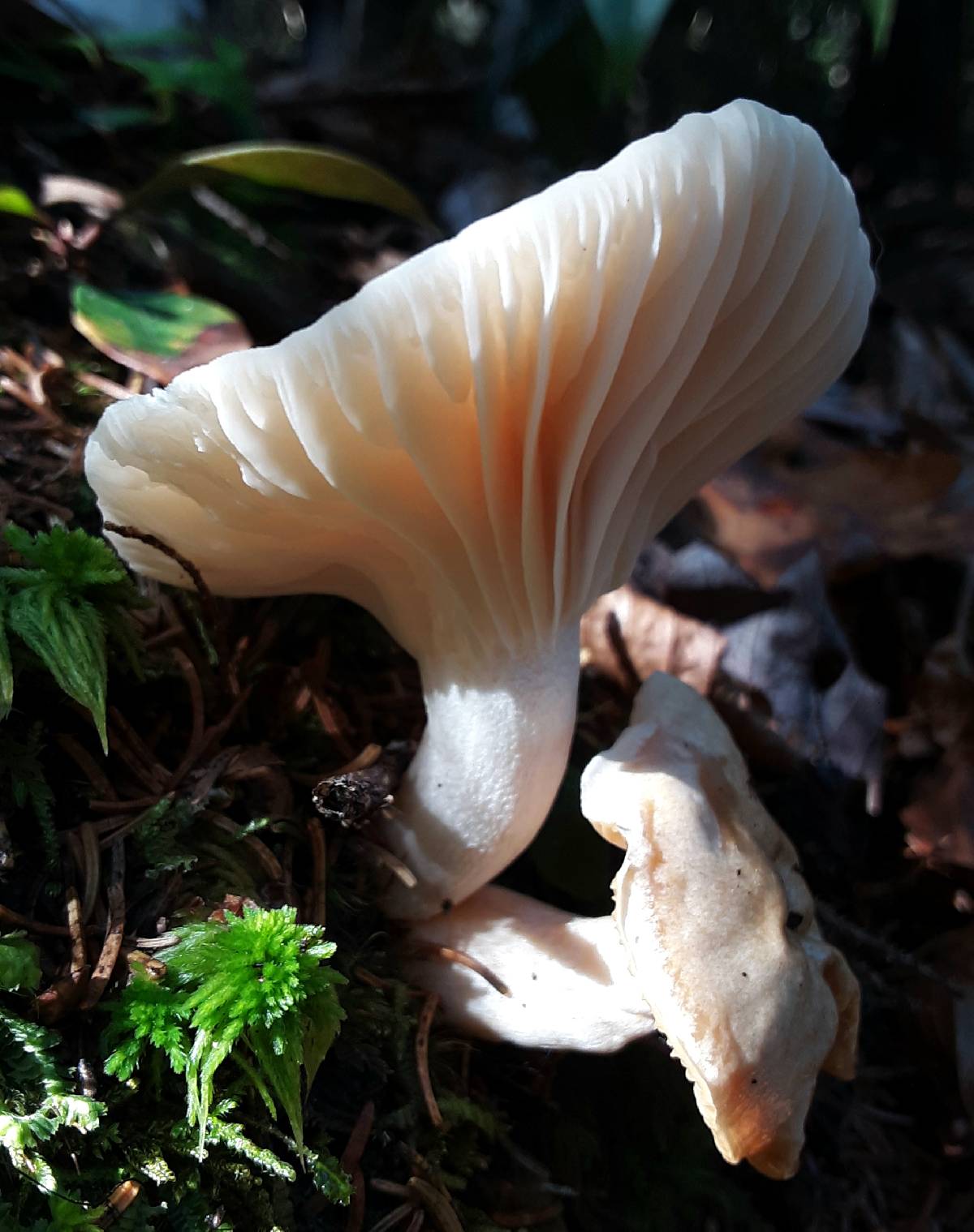 Hygrophorus monticola image