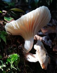 Hygrophorus monticola image