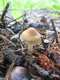 Inocybe occulta image