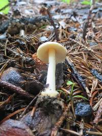 Inocybe occulta image