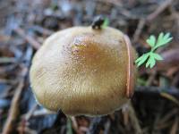 Inocybe occulta image